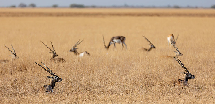 Blackbuck National Park