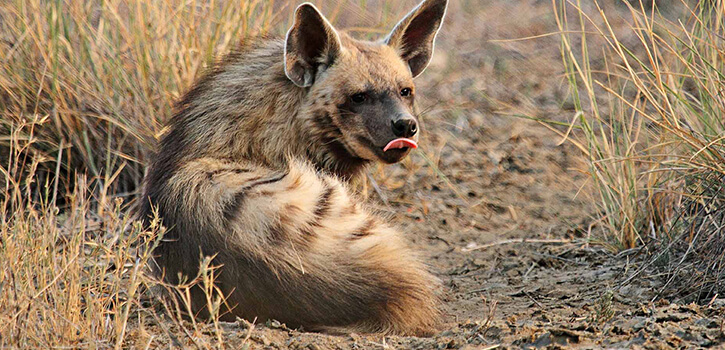 Brown Hyena