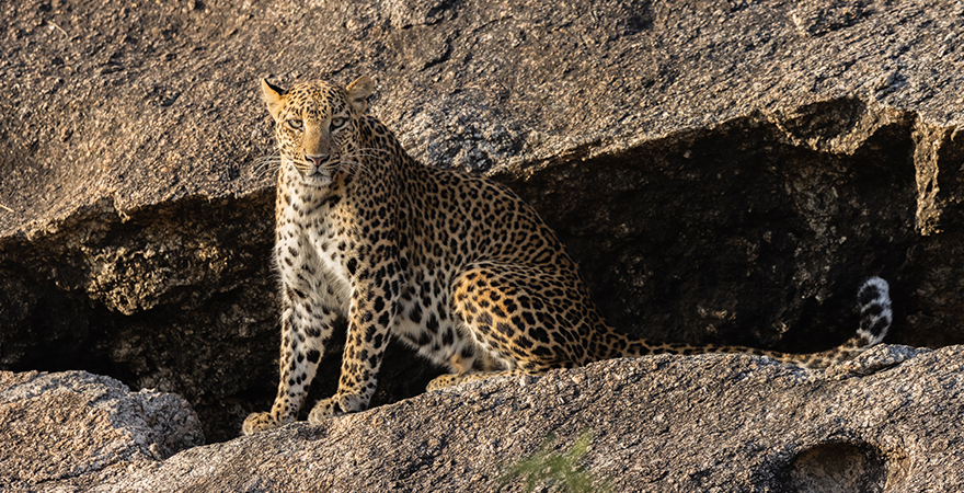 A Wildlife Enthusiast’s Perfect Guide