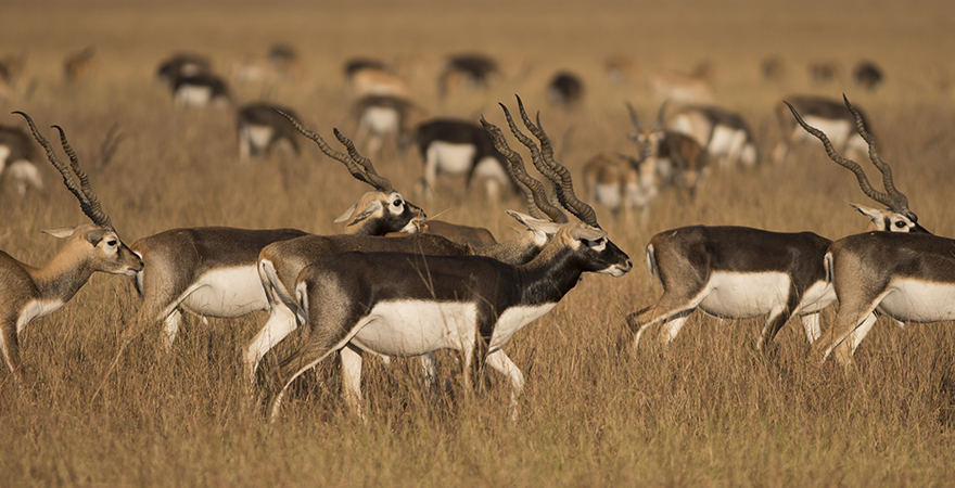 Experience a Safari at Velavadar National Park