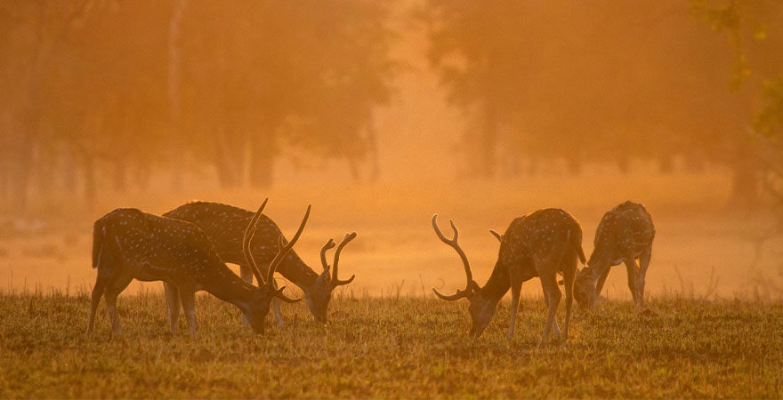 Explore India’s Most Restorative Summer Destinations