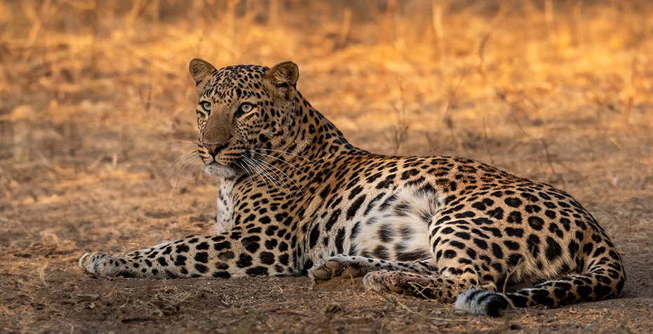 leopard safaris jawai