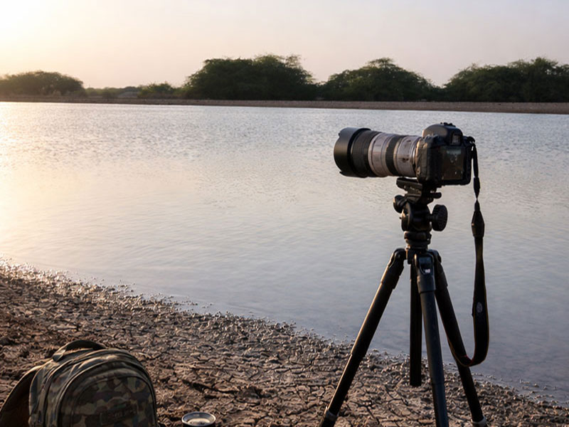 Wildlife Photography